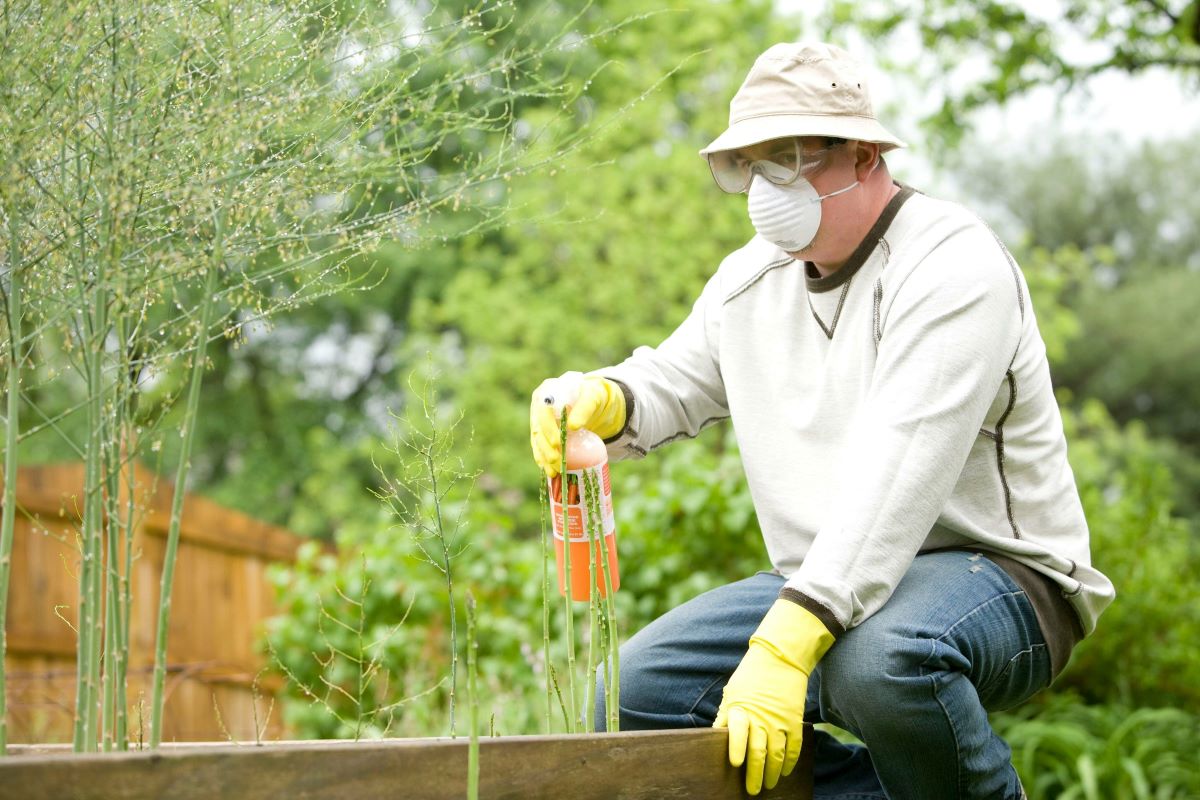 Pest Control Baulkham Hills