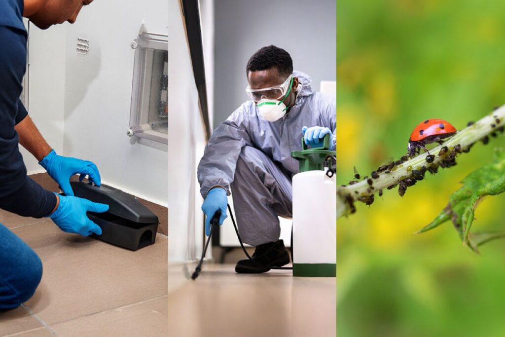Pest Control Baulkham Hills