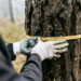 What Separates a Thorough Property Inspection From a Rushed One: A Look at Tree Cutting
