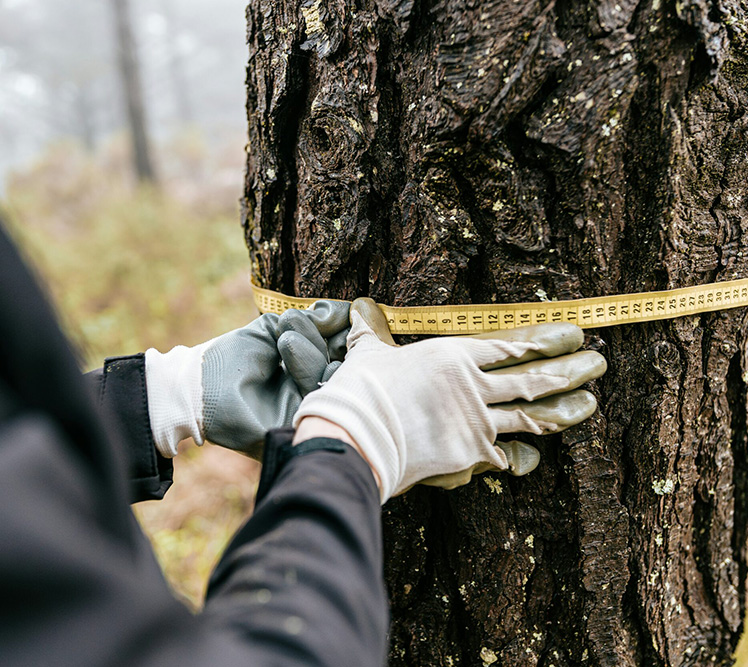 What Separates a Thorough Property Inspection From a Rushed One: A Look at Tree Cutting