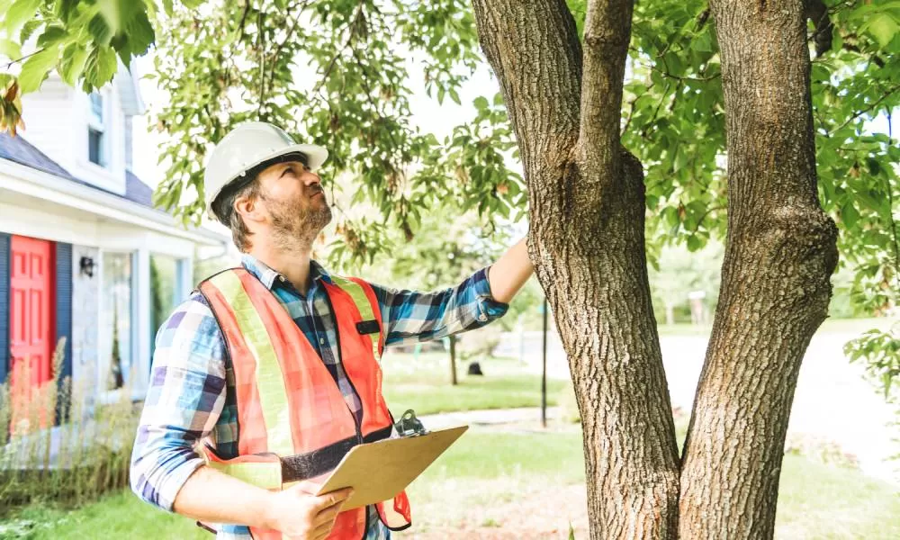 What Separates a Thorough Property Inspection From a Rushed One: A Look at Tree Cutting