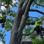 What Should Be on Your Property Checklist? Including Arborist Lane Cove