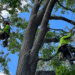 What Should Be on Your Property Checklist? Including Arborist Lane Cove