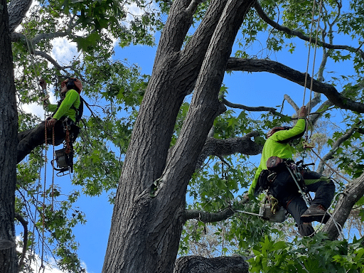 What Should Be on Your Property Checklist? Including Arborist Lane Cove