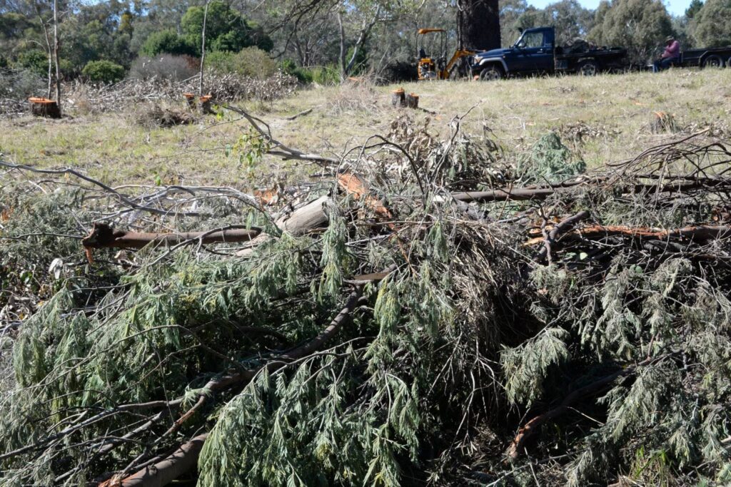 What Separates a Thorough Property Inspection From a Rushed One: A Look at Tree Cutting